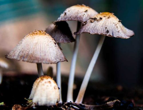Canadian Analytical Laboratories granted license to conduct analytical testing for Psilocybin and Psilocin