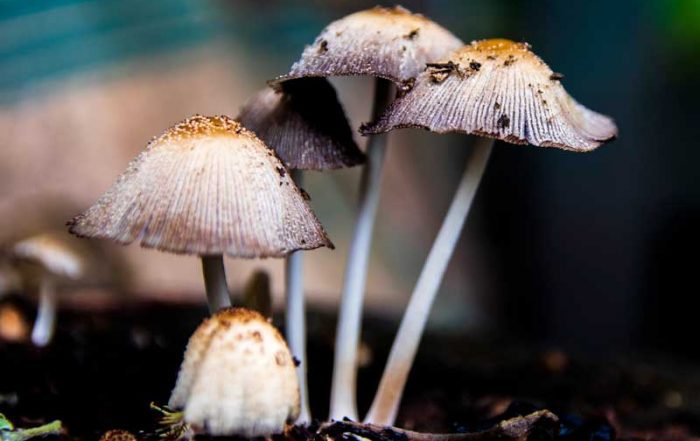 Canadian Analytical Laboratories Granted Health Canada License for Psilocybin Analytical Testing